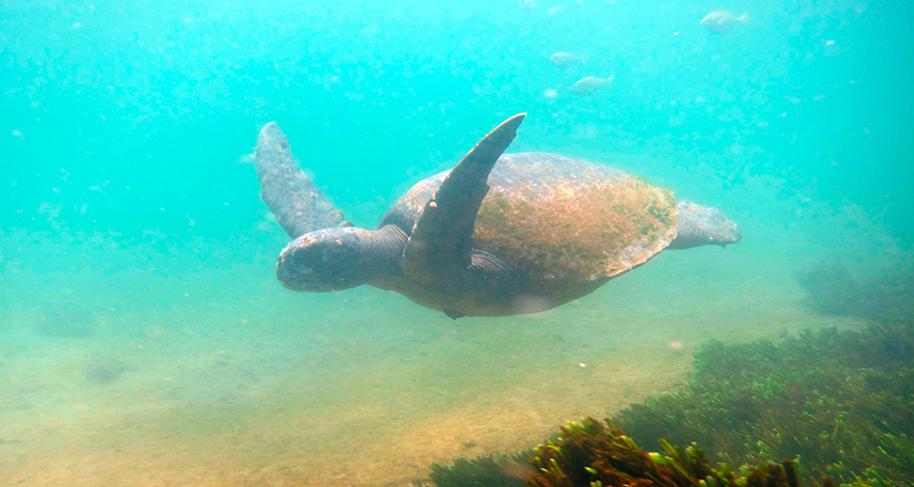 Buceo con la fauna marina de Piura